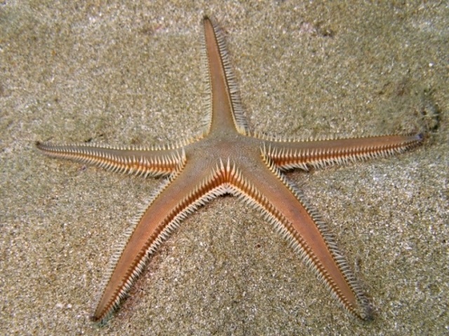 Astropecten bispinosus (Otto, 1823)